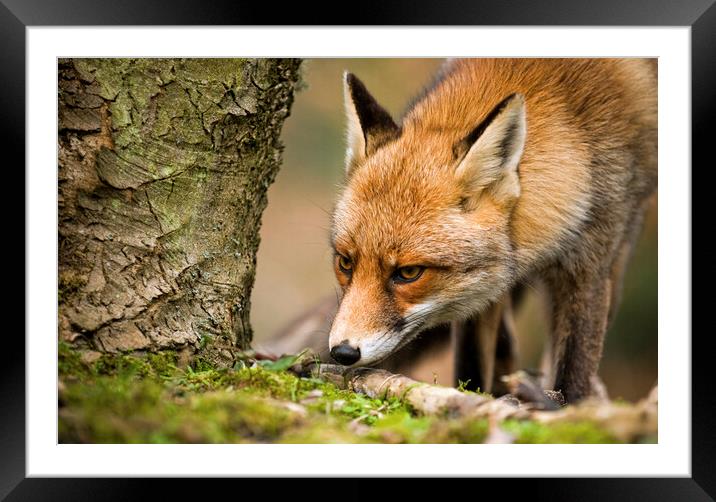 Sniffing Red Fox Framed Mounted Print by Arterra 