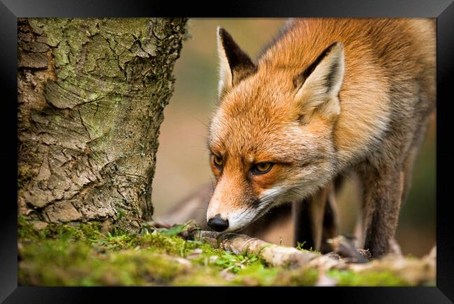 Sniffing Red Fox Framed Print by Arterra 