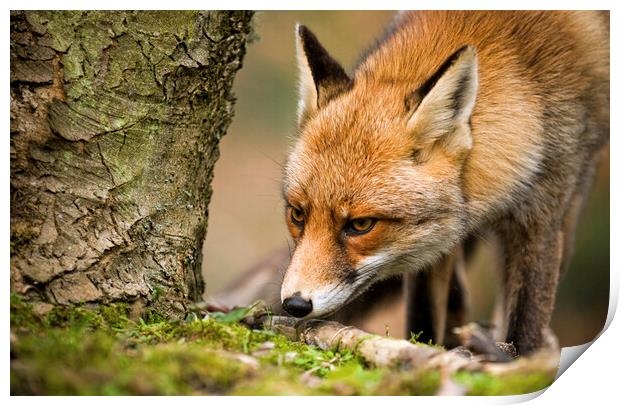 Sniffing Red Fox Print by Arterra 
