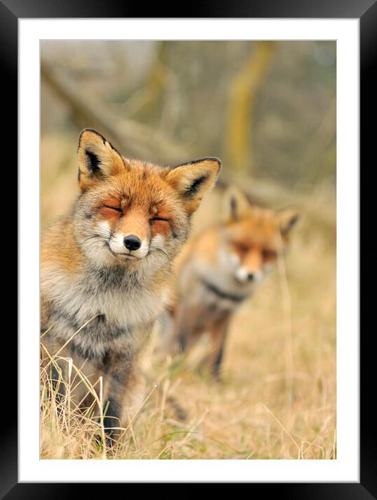 Red Fox with Closed Eyes Framed Mounted Print by Arterra 
