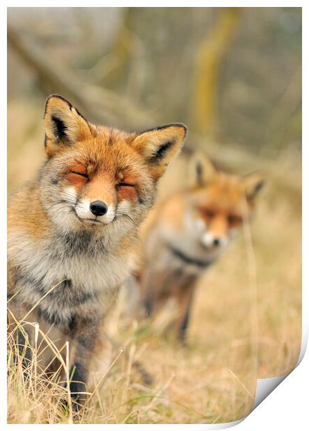 Red Fox with Closed Eyes Print by Arterra 