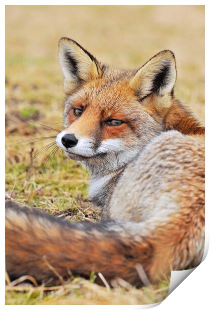 Red Fox Looking Behind Print by Arterra 