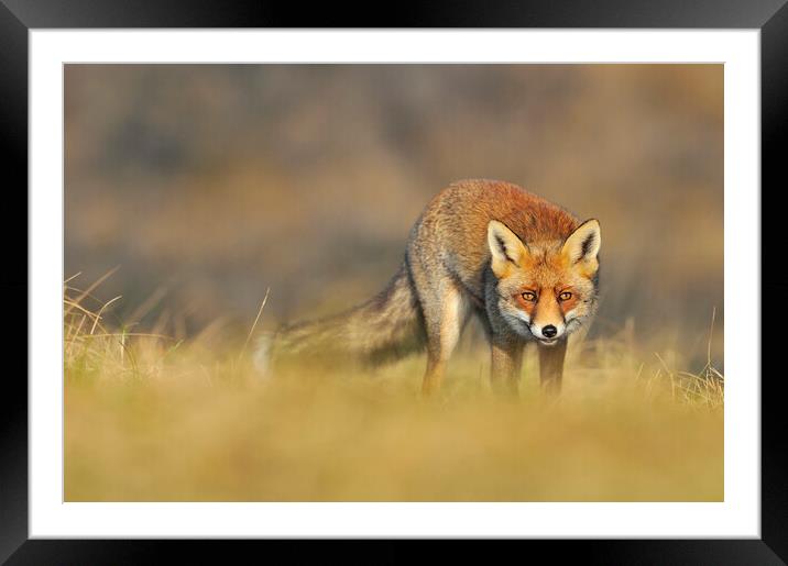 Stalking Red Fox Framed Mounted Print by Arterra 