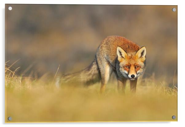 Stalking Red Fox Acrylic by Arterra 