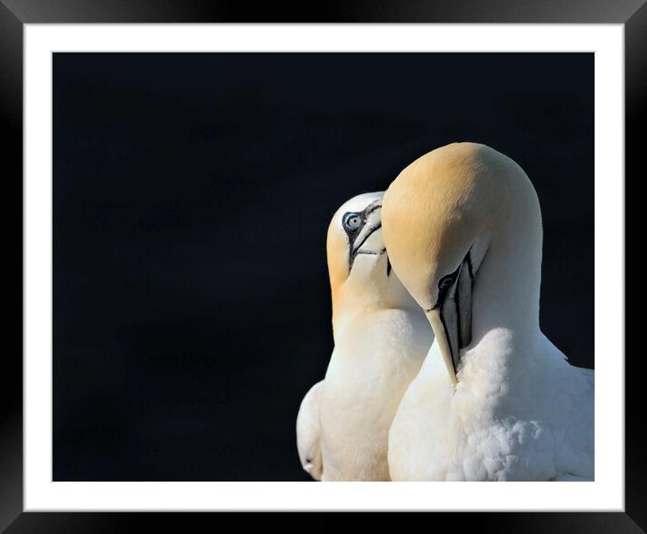 Courting Northern Gannet Framed Mounted Print by Arterra 