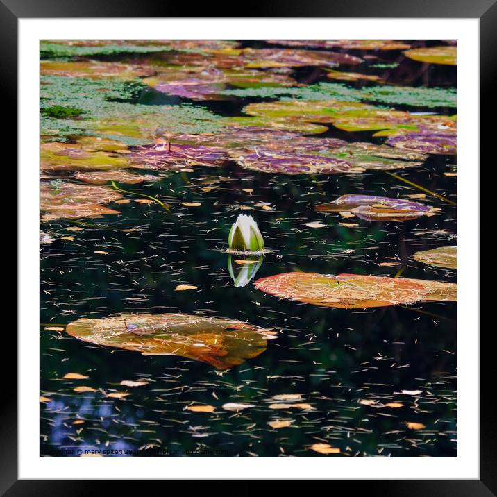  Modern Monet  Water Lily  Framed Mounted Print by mary spiteri