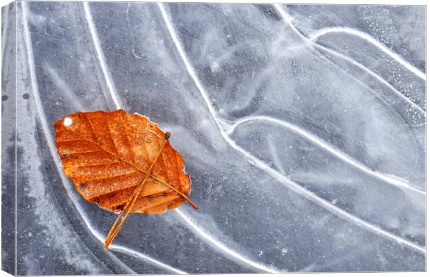 Autumn Leaf on Ice of Frozen Pond Canvas Print by Arterra 