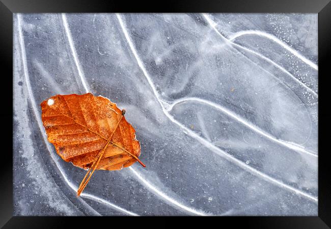 Autumn Leaf on Ice of Frozen Pond Framed Print by Arterra 