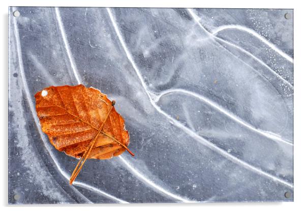 Autumn Leaf on Ice of Frozen Pond Acrylic by Arterra 