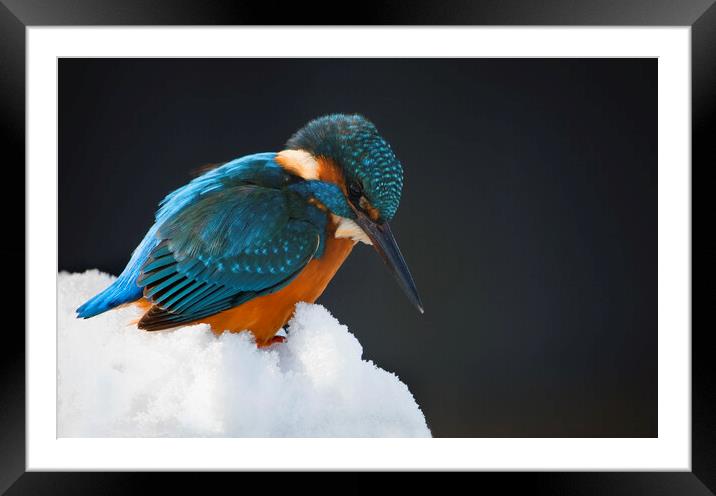 Kingfisher in Winter Framed Mounted Print by Arterra 