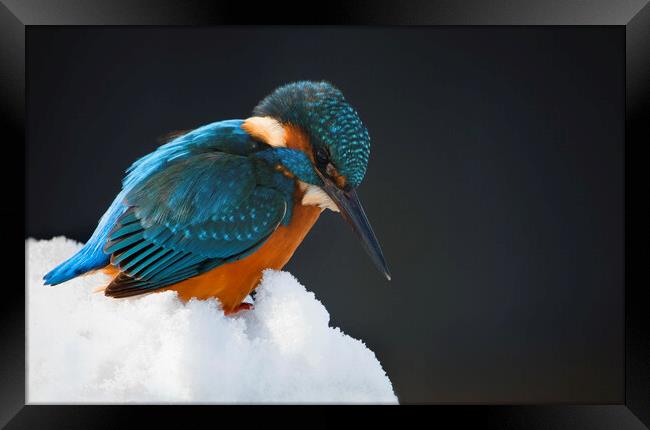 Kingfisher in Winter Framed Print by Arterra 