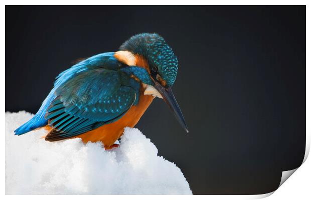 Kingfisher in Winter Print by Arterra 