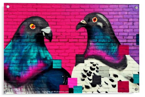 Pigeon art Acrylic by David Atkinson