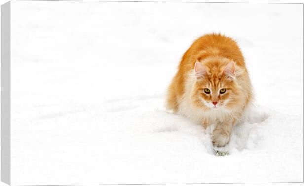 Norwegian Forest Cat in the Snow Canvas Print by Arterra 