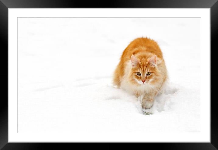 Norwegian Forest Cat in the Snow Framed Mounted Print by Arterra 