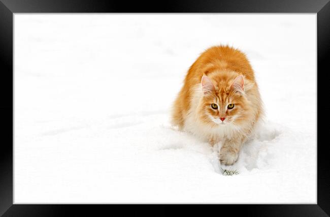 Norwegian Forest Cat in the Snow Framed Print by Arterra 