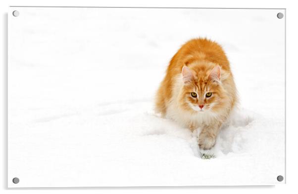 Norwegian Forest Cat in the Snow Acrylic by Arterra 
