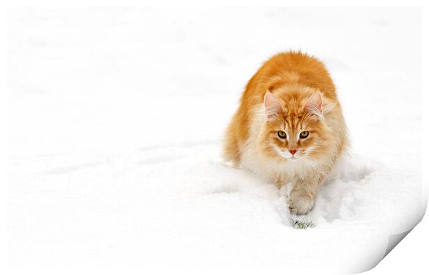 Norwegian Forest Cat in the Snow Print by Arterra 