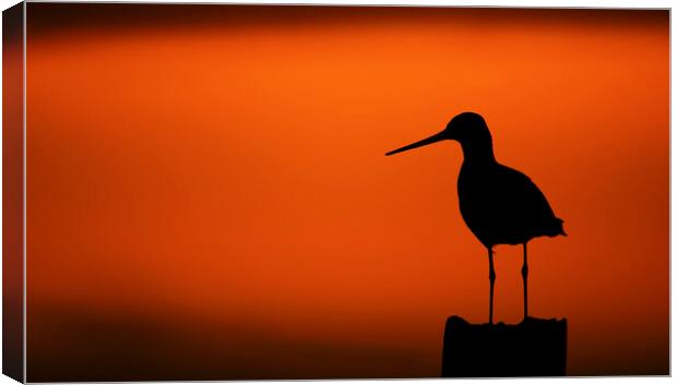 Black-Tailed Godwit at Sunset Canvas Print by Arterra 