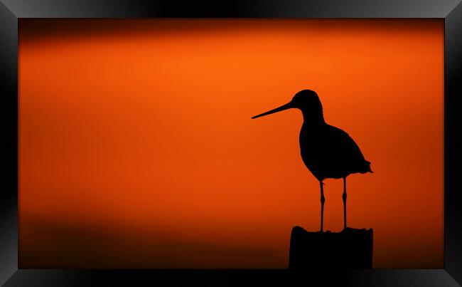 Black-Tailed Godwit at Sunset Framed Print by Arterra 