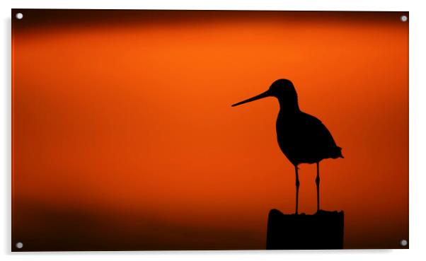 Black-Tailed Godwit at Sunset Acrylic by Arterra 