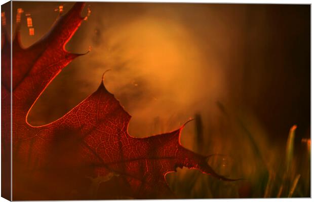 Autumn Leaf at Sunset Canvas Print by Arterra 