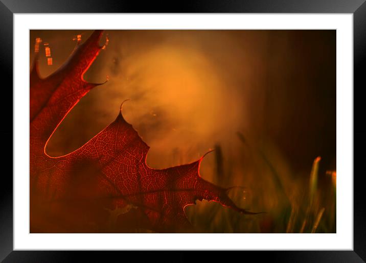 Autumn Leaf at Sunset Framed Mounted Print by Arterra 