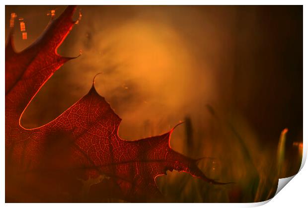 Autumn Leaf at Sunset Print by Arterra 
