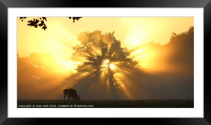 Deer at Dawn in Windsor Great Park Framed Mounted Print by Ross Aird