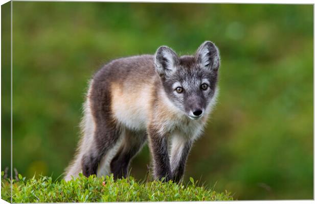 Curious Arctic Fox Canvas Print by Arterra 