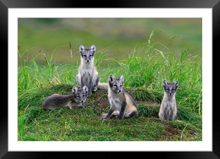 Arctic Fox Cubs at Den Framed Mounted Print by Arterra 