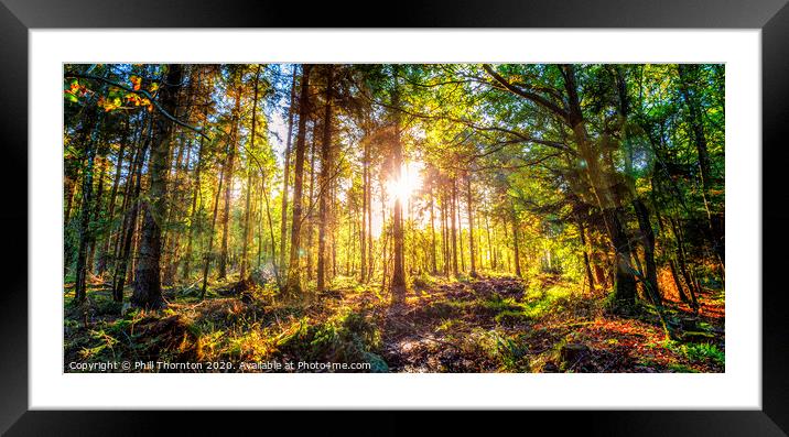 Sunset in the autumn woods. Framed Mounted Print by Phill Thornton