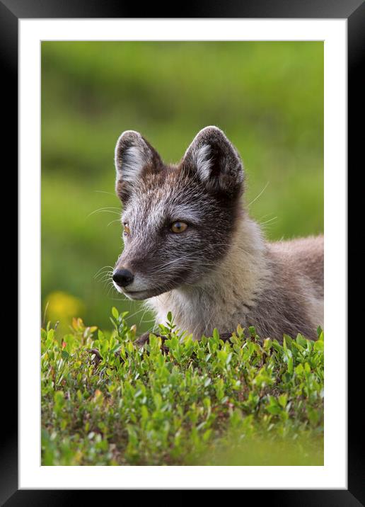 Arctic Fox on the Tundra Framed Mounted Print by Arterra 