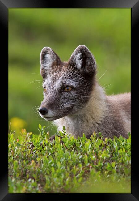 Arctic Fox on the Tundra Framed Print by Arterra 