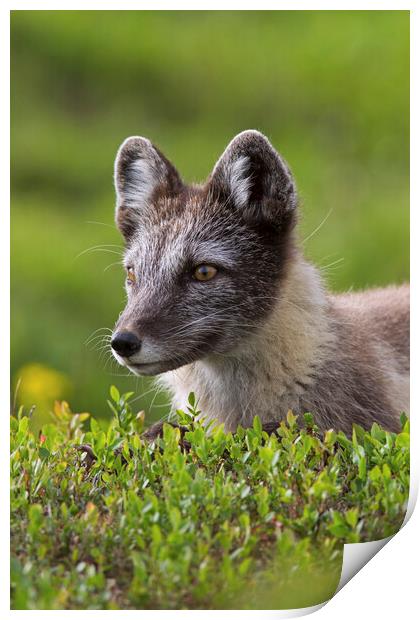 Arctic Fox on the Tundra Print by Arterra 