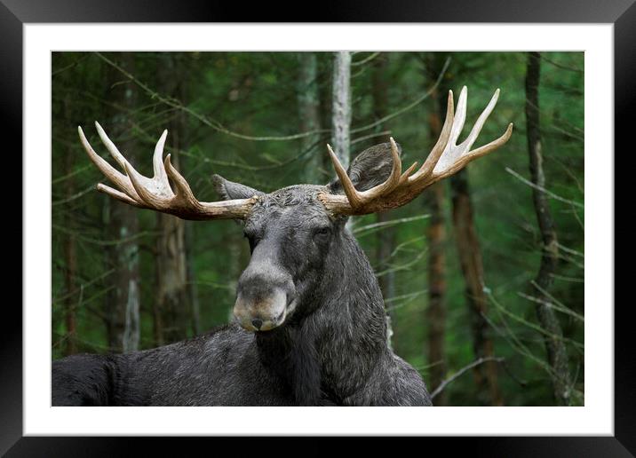 Moose in Sweden Framed Mounted Print by Arterra 