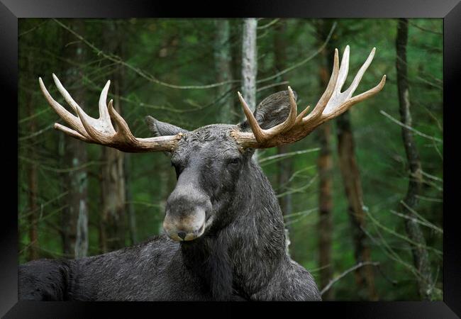 Moose in Sweden Framed Print by Arterra 