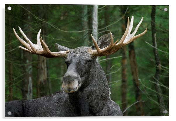 Moose in Sweden Acrylic by Arterra 
