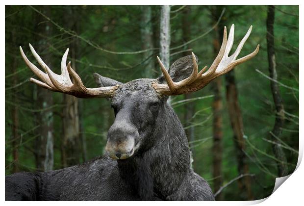 Moose in Sweden Print by Arterra 