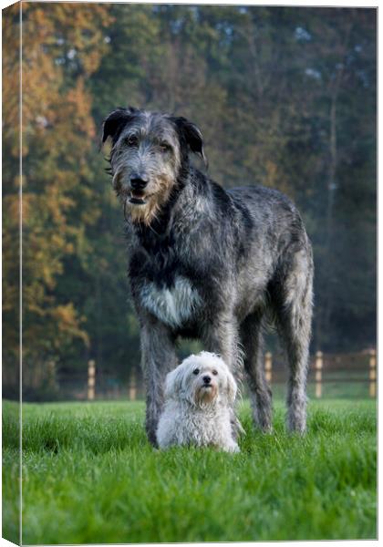 Irish Wolfhound and White Maltese Dog Canvas Print by Arterra 