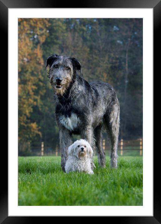 Irish Wolfhound and White Maltese Dog Framed Mounted Print by Arterra 