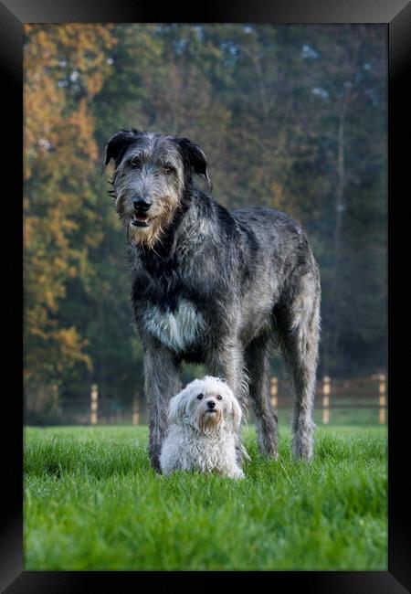 Irish Wolfhound and White Maltese Dog Framed Print by Arterra 