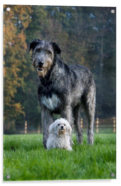Irish Wolfhound and White Maltese Dog Acrylic by Arterra 