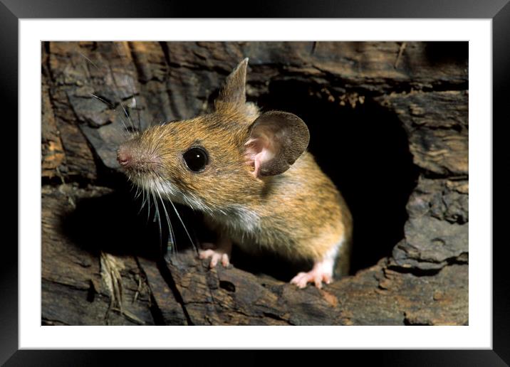 Wood Mouse Framed Mounted Print by Arterra 