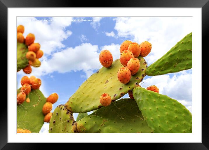 Fruits of an orange ripe sweet cactus of prickly pear prickly pear cactus against the background of a blue slightly cloudy sky. Framed Mounted Print by Sergii Petruk