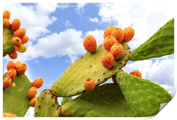 Fruits of an orange ripe sweet cactus of prickly pear prickly pear cactus against the background of a blue slightly cloudy sky. Print by Sergii Petruk