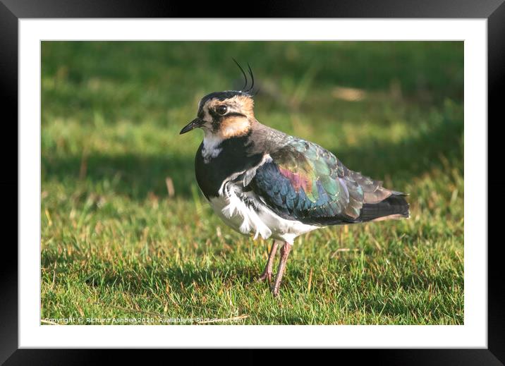 Female Lapwing stood in a grassy field Framed Mounted Print by Richard Ashbee
