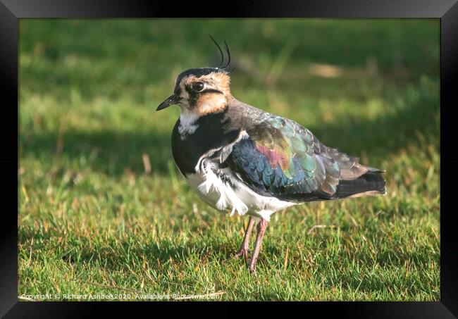Female Lapwing stood in a grassy field Framed Print by Richard Ashbee