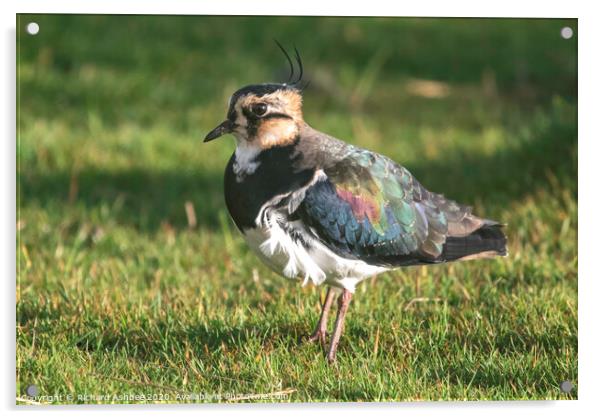 Female Lapwing stood in a grassy field Acrylic by Richard Ashbee