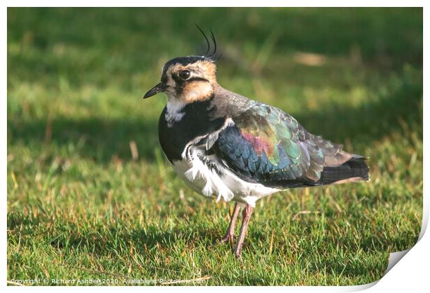 Female Lapwing stood in a grassy field Print by Richard Ashbee